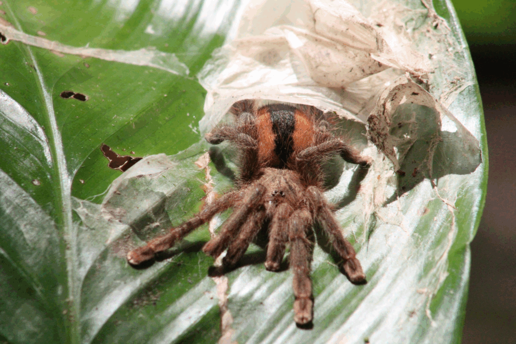 Samica © Michael Bakker Paiva niektóre prawa zastrzeżone