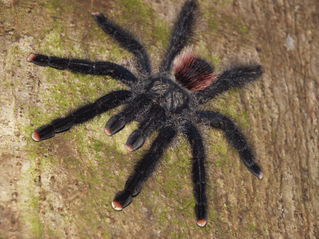 Samica morfotyp 2 © Michael Bakker Paiva, niektóre prawa zastrzeżone (CC-BY)