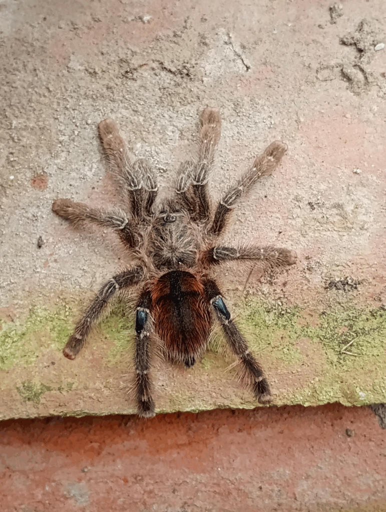 Samica. © Humberto Marcial Apagüeño vasquez, niektóre prawa zastrzeżone (CC-BY-NC)