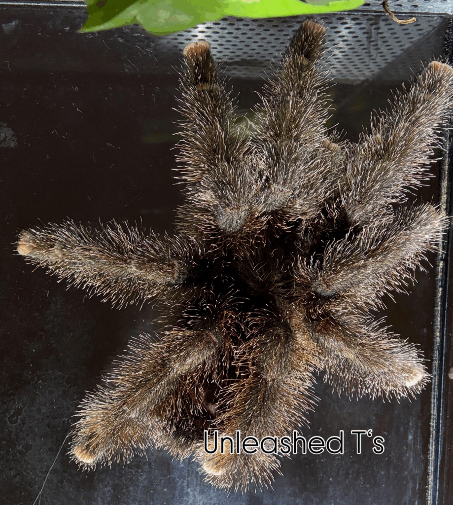 Źródło: https://www.reddit.com/r/tarantulas/comments/1k87hvt/avicularia_huriana_01