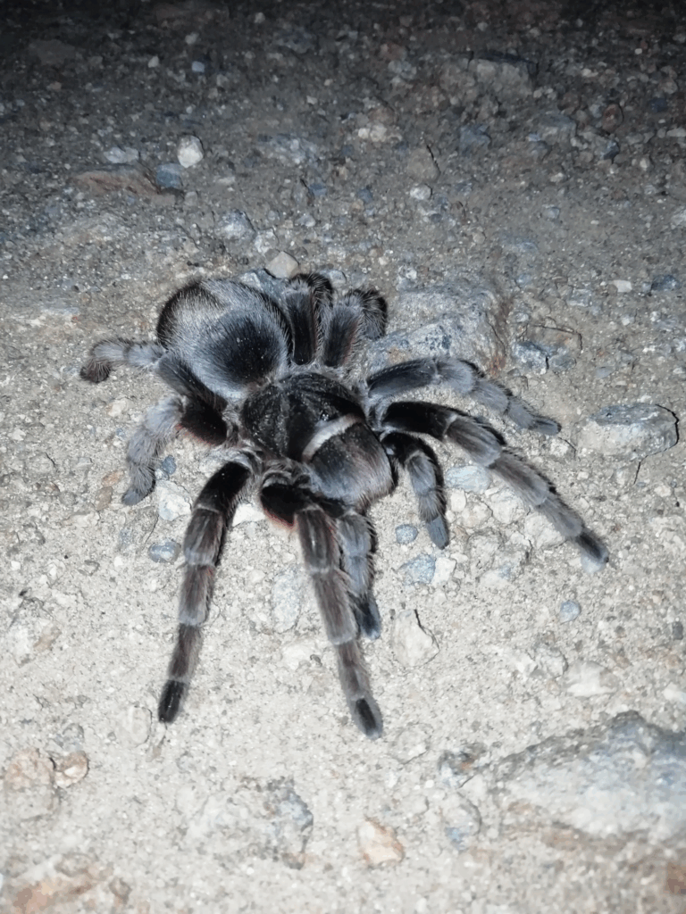 © Agustina Medina, niektóre prawa zastrzeżone (CC-BY)