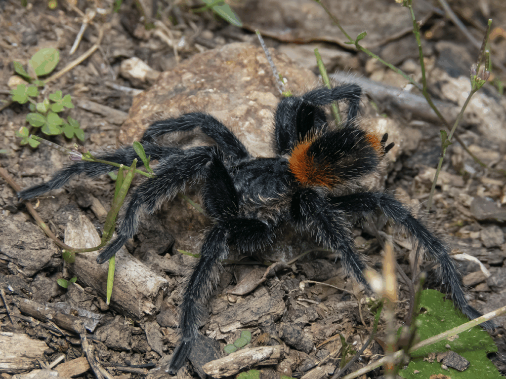 © Claudio Maureira, niektóre prawa zastrzeżone (CC-BY-NC-ND)