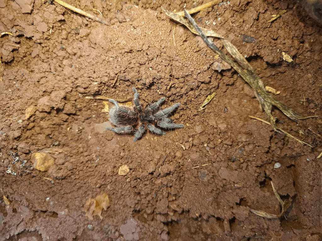 © Frederico Acaz Sonntag, niektóre prawa zastrzeżone (CC-BY-NC)