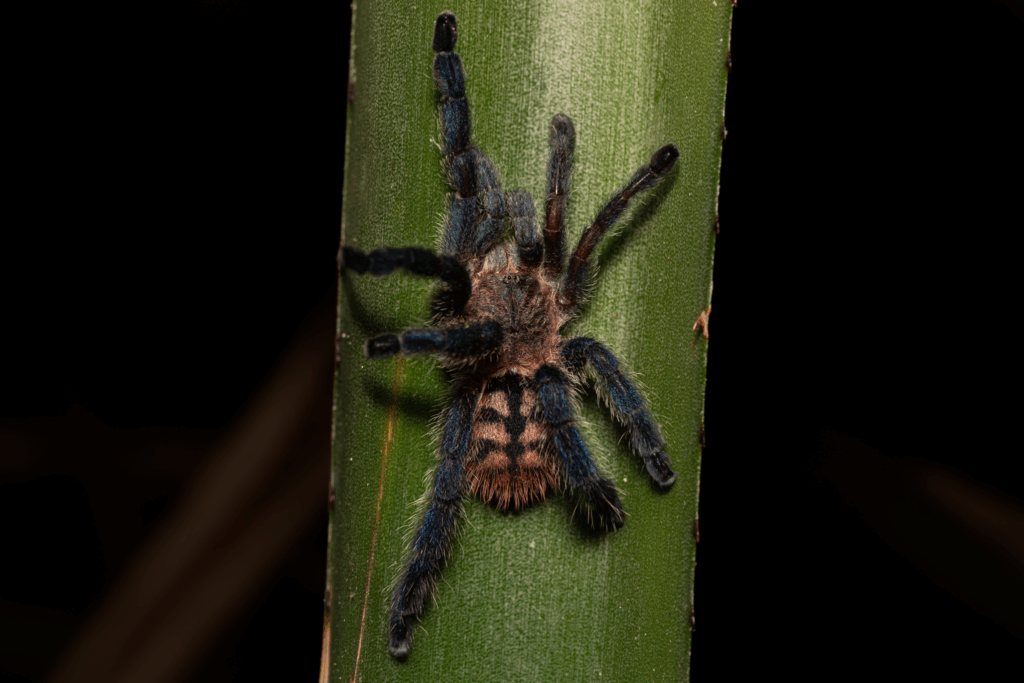 © Giovane Almeida, niektóre prawa zastrzeżone (CC-BY-NC)