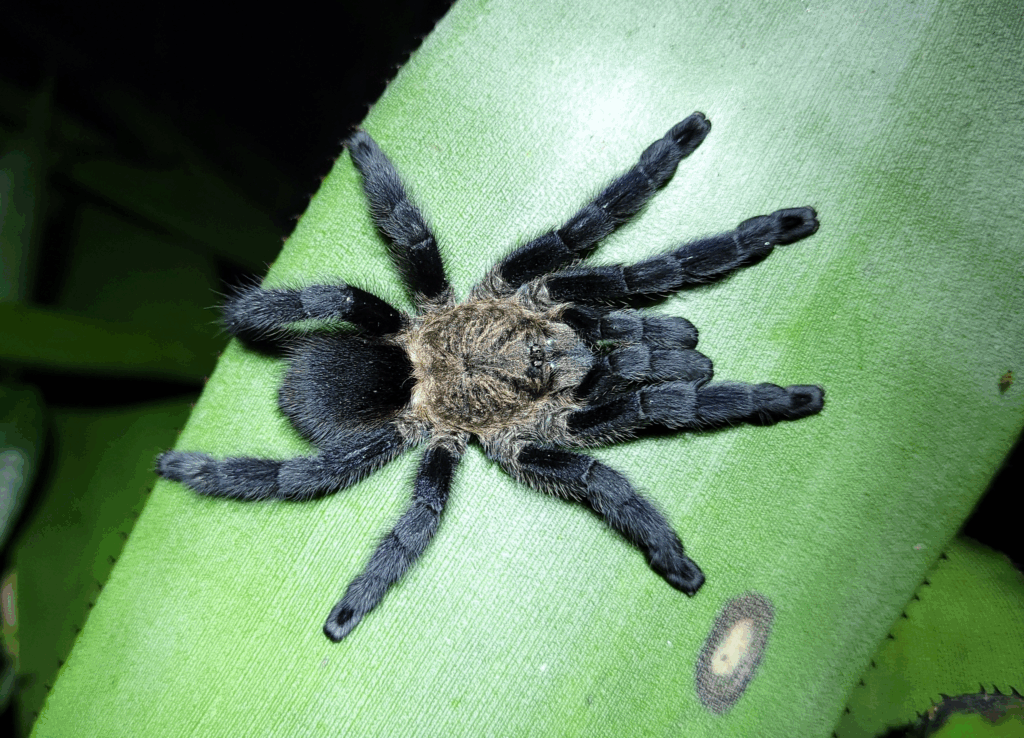 © Pedro H. Martins, niektóre prawa zastrzeżone (CC-BY-NC)