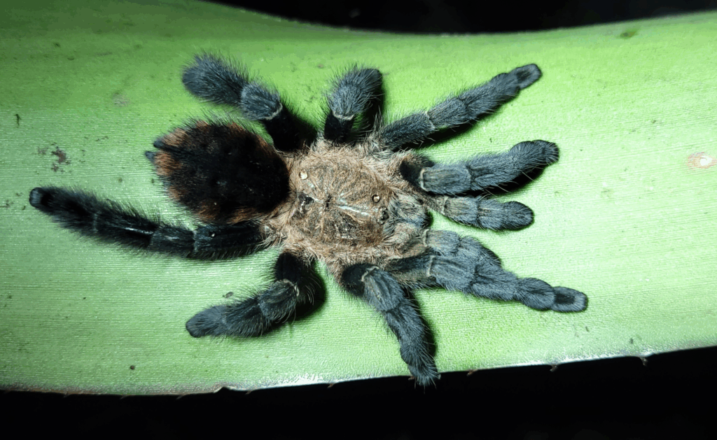 © Pedro H. Martins, niektóre prawa zastrzeżone (CC-BY-NC)