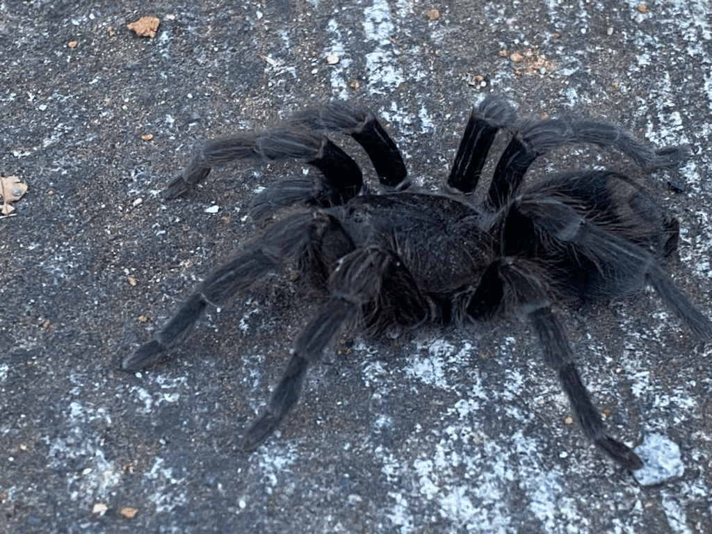 © Emily Lara Mena, niektóre prawa zastrzeżone (CC-BY-NC)