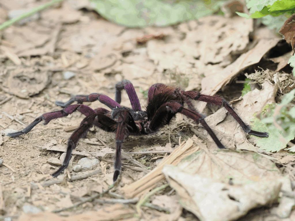 © Klas Karlsson, niektóre prawa zastrzeżone (CC-BY-NC)