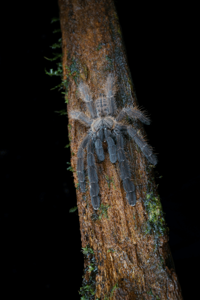 © feng gu, niektóre prawa zastrzeżone (CC-BY-NC)