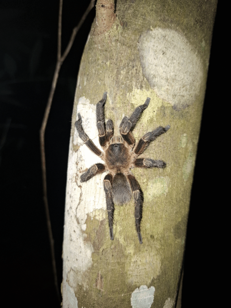 Samiec. © Saifudeen Muhammad, niektóre prawa zastrzeżone (CC-BY-NC)