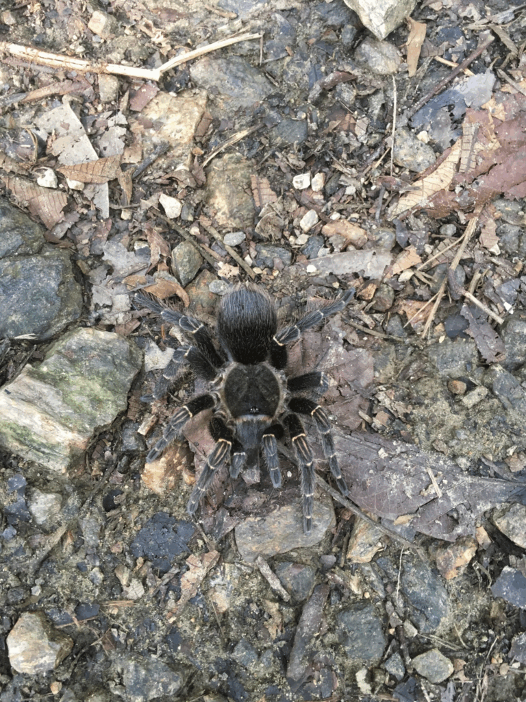 Samica. (c) amicardenas – niektóre prawa zastrzeżone (CC BY-NC)