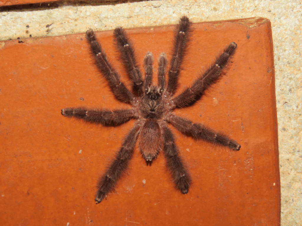 samiec. © Guilherme A. Fischer, niektóre prawa zastrzeżone (CC-BY-NC)