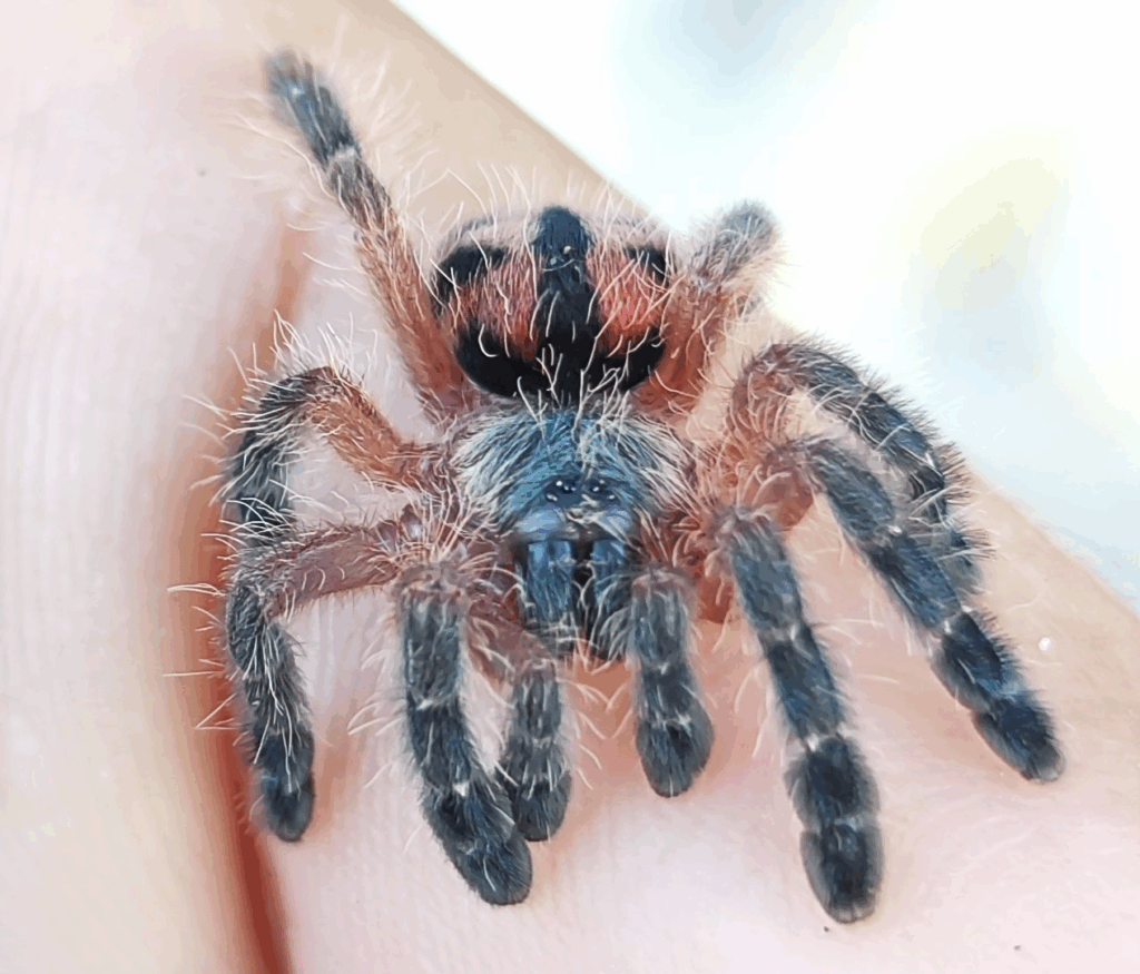 © Ana Caroline Lima, niektóre prawa zastrzeżone (CC-BY)