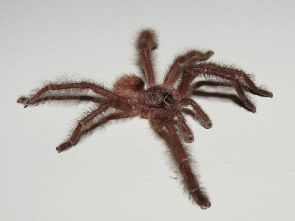 © Guilherme A. Fischer, niektóre prawa zastrzeżone (CC-BY-NC)