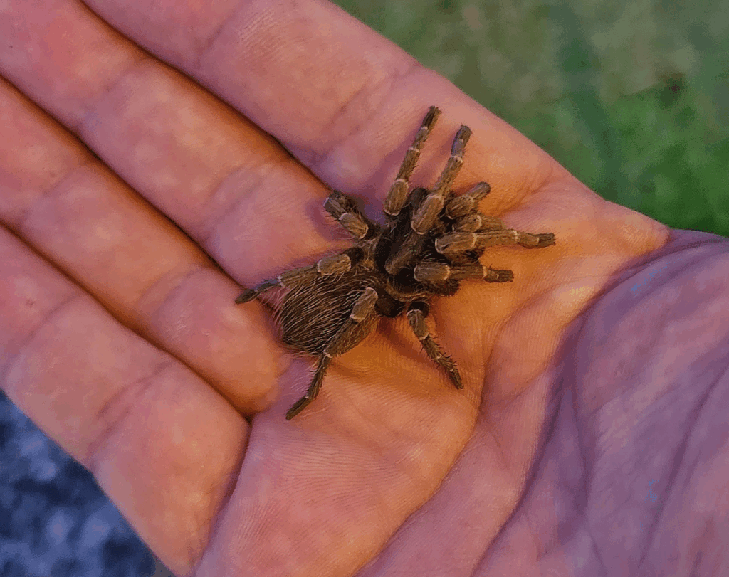 © ....Christopher Borges...., niektóre prawa zastrzeżone (CC-BY-SA)