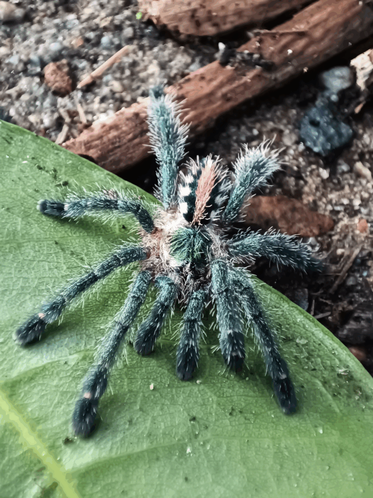 Młody osobnik. © CJ Soul, niektóre prawa zastrzeżone (CC-BY-NC)