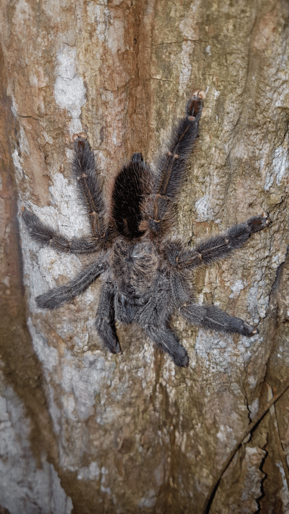 Dorosła samica. © Celso Henrique Varela Rios, niektóre prawa zastrzeżone (CC-BY-NC)