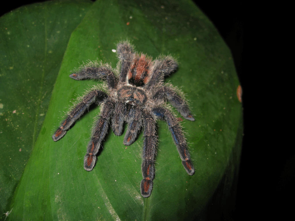 © Marco Aurelio de Sena, niektóre prawa zastrzeżone (CC-BY-NC)