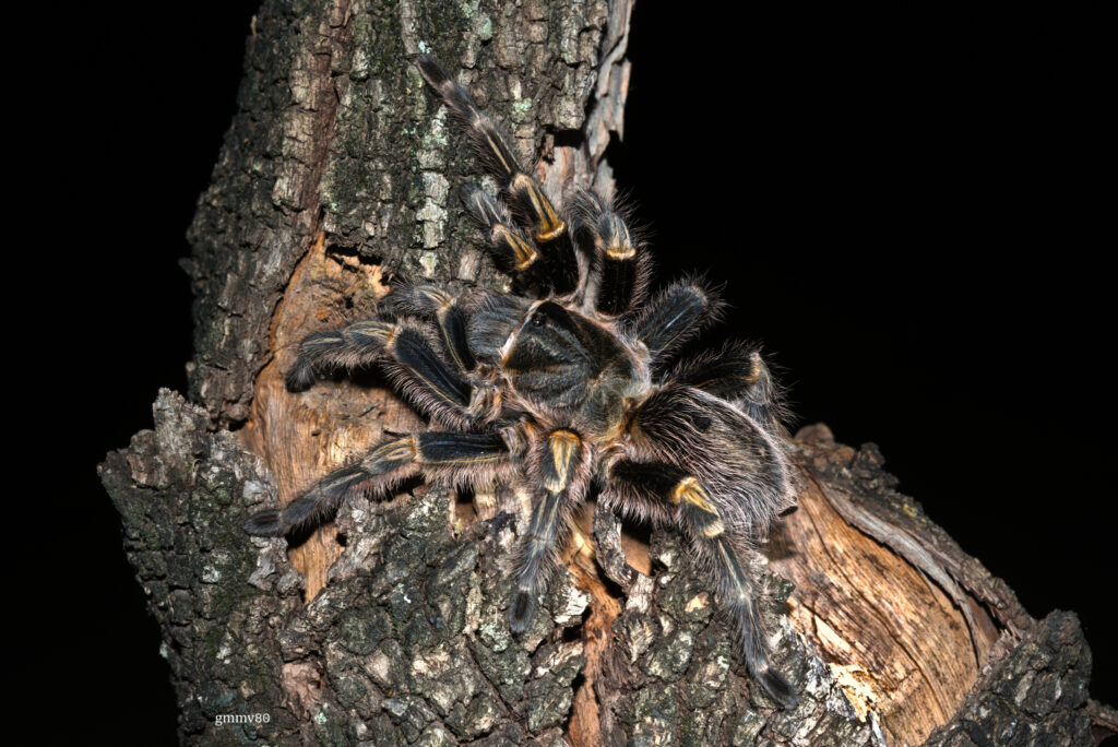 © Guillermo Menéndez, niektóre prawa zastrzeżone (CC-BY-NC)