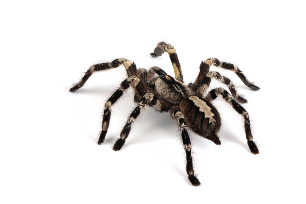 poecilotheria-regalis-tarantula-isolated-white-background-regalis-tarantula-closeup-white-background